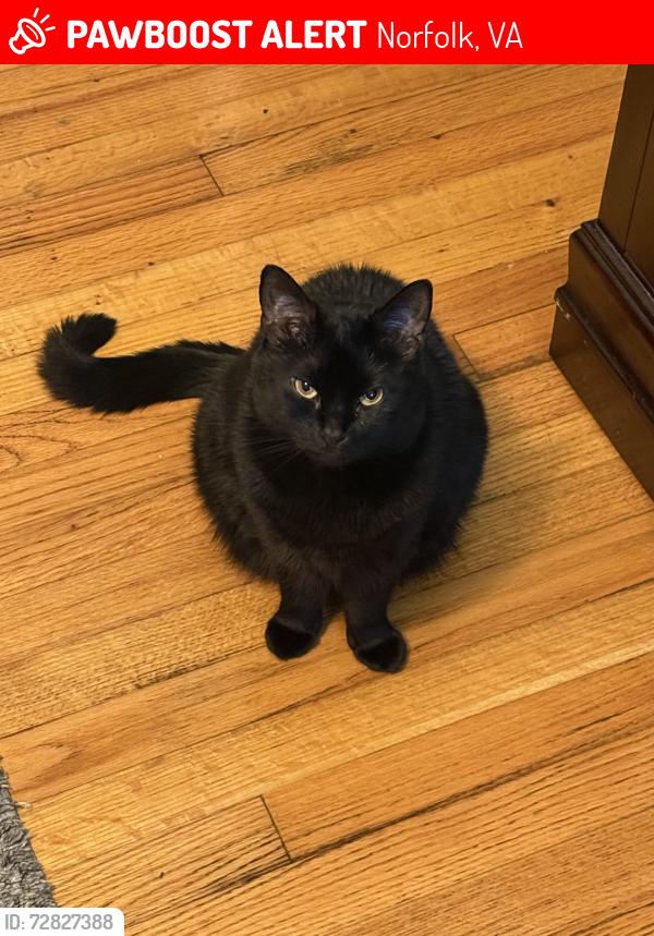Lost Female Cat last seen East beach Norfolk , Norfolk, VA 23518