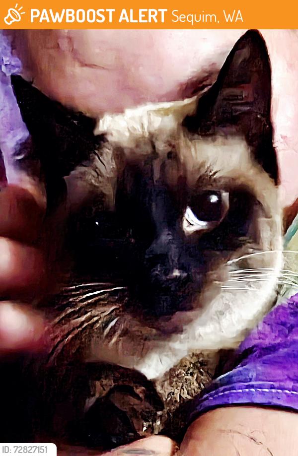 Found/Stray Female Cat last seen 5th and McCurdy rd, by Avamere. , Sequim, WA 98382