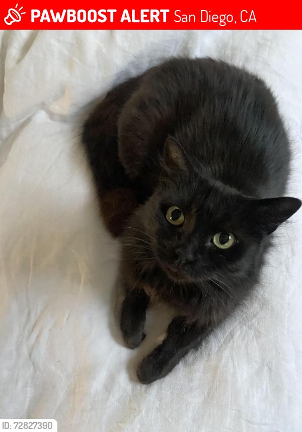 Lost Female Cat last seen Hamilton in between University and Lincoln, San Diego, CA 92104