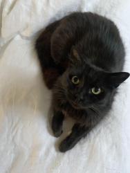 Lost Female Cat last seen Hamilton in between University and Lincoln, San Diego, CA 92104