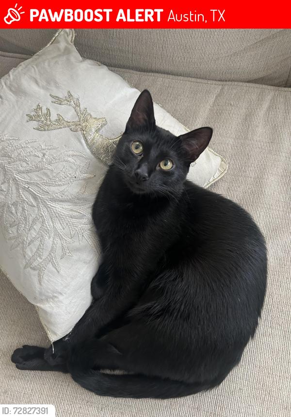 Lost Female Cat last seen Alleyton Drive, Austin, TX 78725
