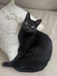 Lost Female Cat last seen Alleyton Drive, Austin, TX 78725