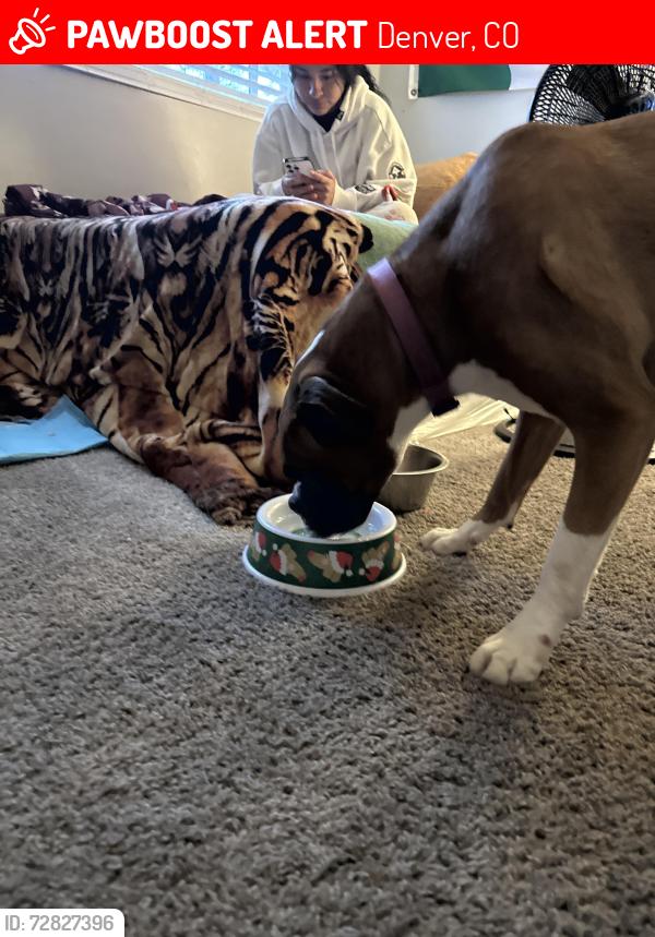 Lost Female Dog last seen Hamdemp y dayton, Denver, CO 80231