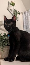 Lost Female Cat last seen Crestwood  area in central ave , Yonkers, NY 10710