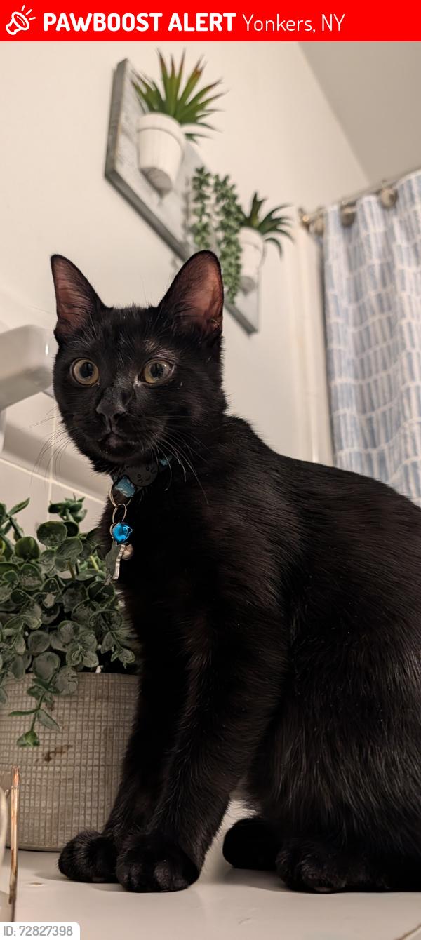 Lost Female Cat last seen Crestwood  area in central ave , Yonkers, NY 10710