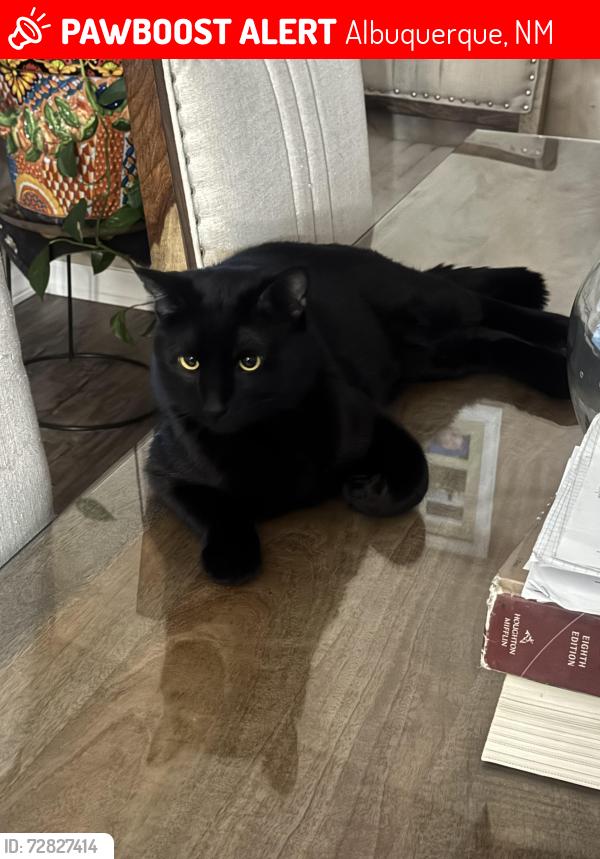 Lost Male Cat last seen Coors and Unser , Albuquerque, NM 87120