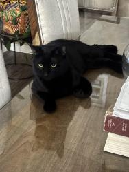 Lost Male Cat last seen Coors and Unser , Albuquerque, NM 87120