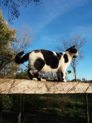 Lost Male Cat last seen Barrington, IL, Barrington, IL 60010