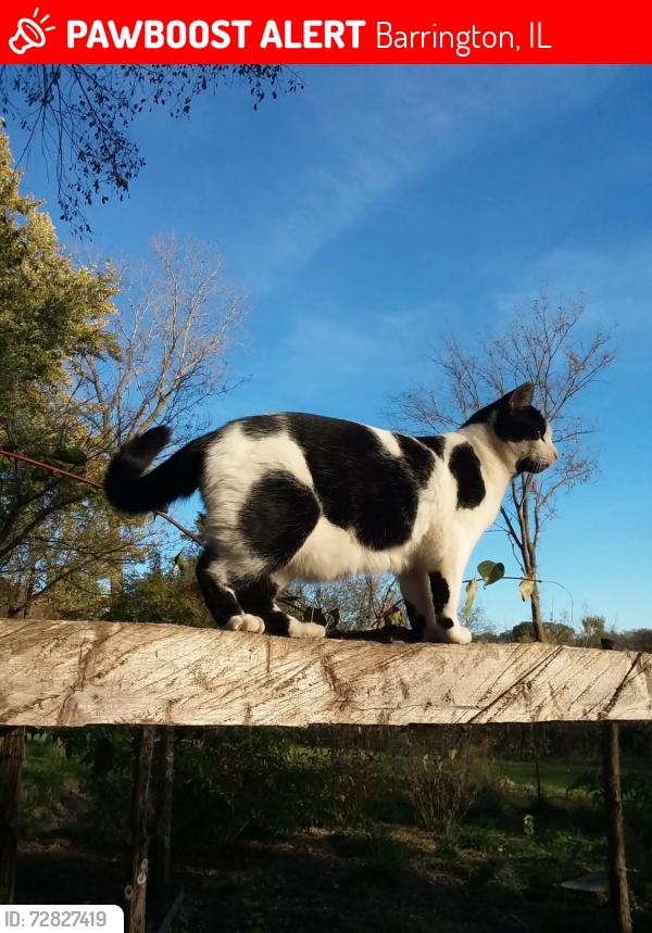 Lost Male Cat last seen Barrington, IL, Barrington, IL 60010
