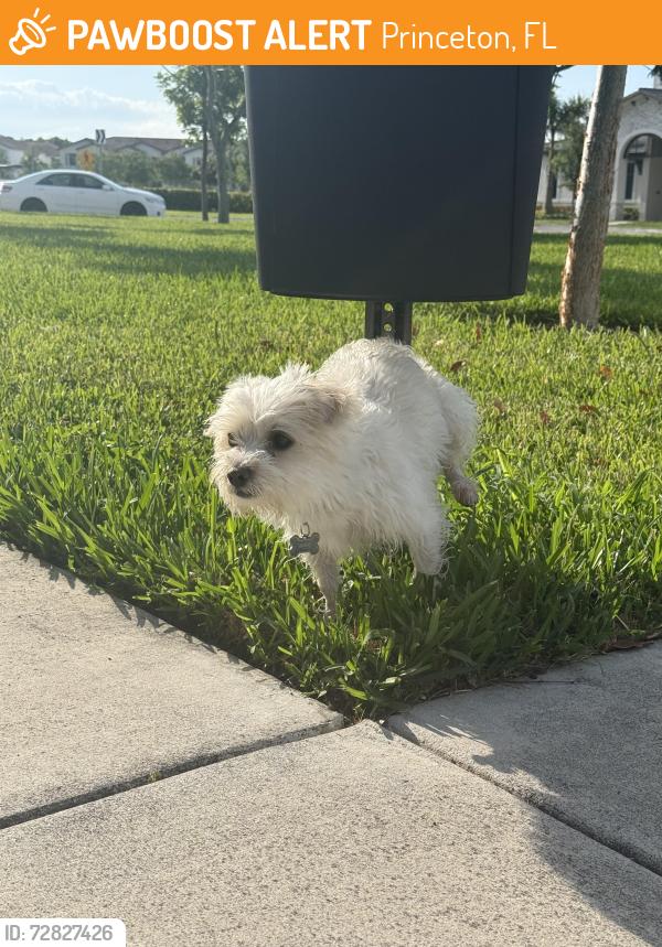 Found/Stray Male Dog last seen Near Sw 233rd Terrace , Princeton, FL 33032