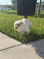 Found/Stray Male Dog last seen Near Sw 233rd Terrace , Princeton, FL 33032