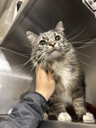 Found/Stray Unknown Cat last seen Ascent apmt s, Cottonwood Heights, UT 84121