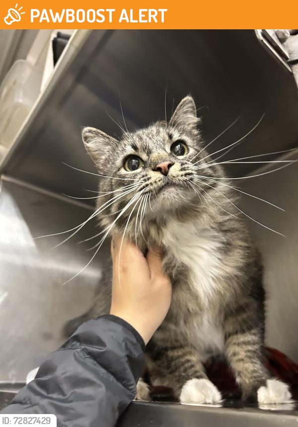Found/Stray Unknown Cat last seen Ascent apmt s, Cottonwood Heights, UT 84121