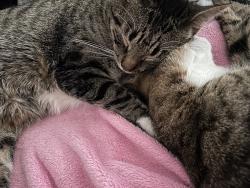 Lost Male Cat last seen Bunn Drive, Princeton, NJ 08540