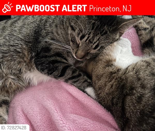 Lost Male Cat last seen Bunn Drive, Princeton, NJ 08540