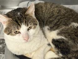 Shelter Stray Male Cat last seen , Chatsworth, CA 91311