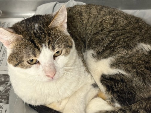 Shelter Stray Male Cat last seen , Chatsworth, CA 91311