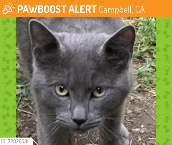 Found/Stray Male Cat last seen Campbell Ave/San Tomas Expwy, Campbell, CA 95011