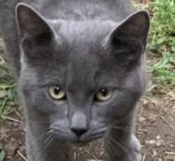Found/Stray Male Cat last seen Campbell Ave/San Tomas Expwy, Campbell, CA 95011