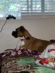 Found/Stray Female Dog last seen Dayton and hamdemp, Denver, CO 80231