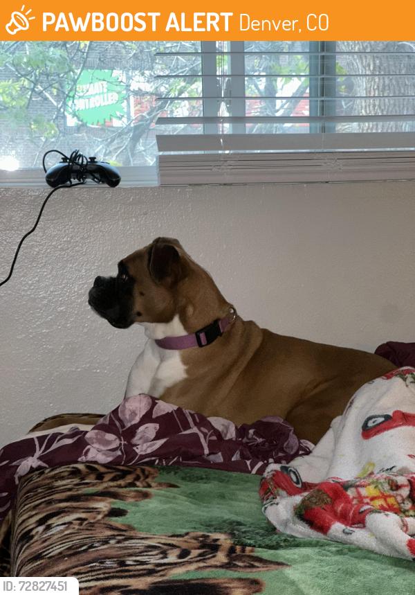 Found/Stray Female Dog last seen Dayton and hamdemp, Denver, CO 80231