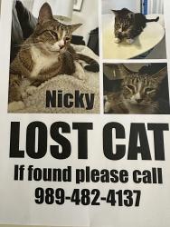 Lost Male Cat last seen hosp and weineke near country ridge , Saginaw, MI 48603