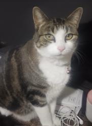 Reunited Female Cat last seen Snipes and barcelona sw, Albuquerque, NM 87121
