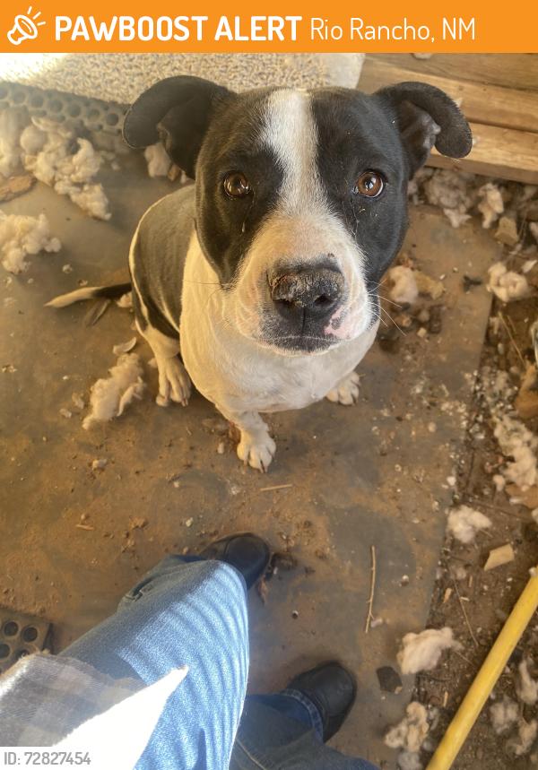 Found/Stray Female Dog last seen Laguna rd and encino, Rio Rancho, NM 87124