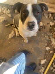 Found/Stray Female Dog last seen Laguna rd and encino, Rio Rancho, NM 87124
