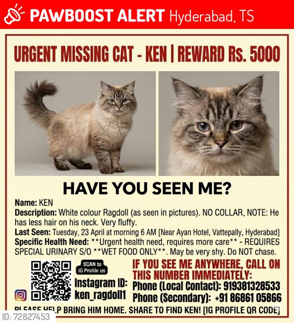 Lost Male Cat last seen Front side of Ayan hotel, Hyderabad, TS 500053