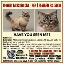 Lost Male Cat last seen Front side of Ayan hotel, Hyderabad, TS 500053