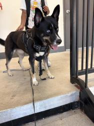 Found/Stray Female Dog last seen Park West Green Dr , Harris County, TX 77449