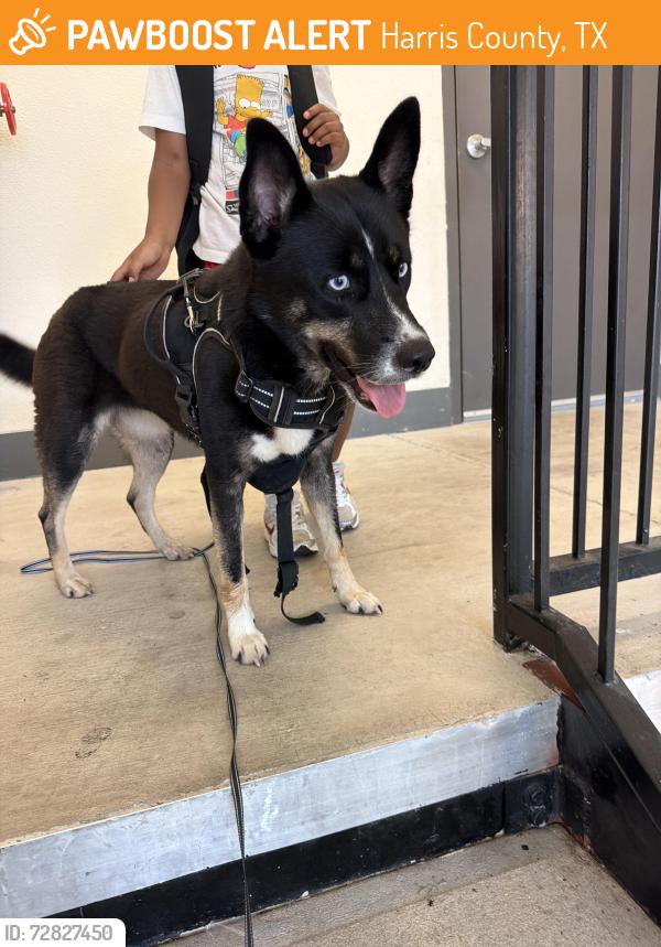 Found/Stray Female Dog last seen Park West Green Dr , Harris County, TX 77449