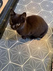 Found/Stray Unknown Cat last seen Old Leicester Hwy, Asheville, NC 28806