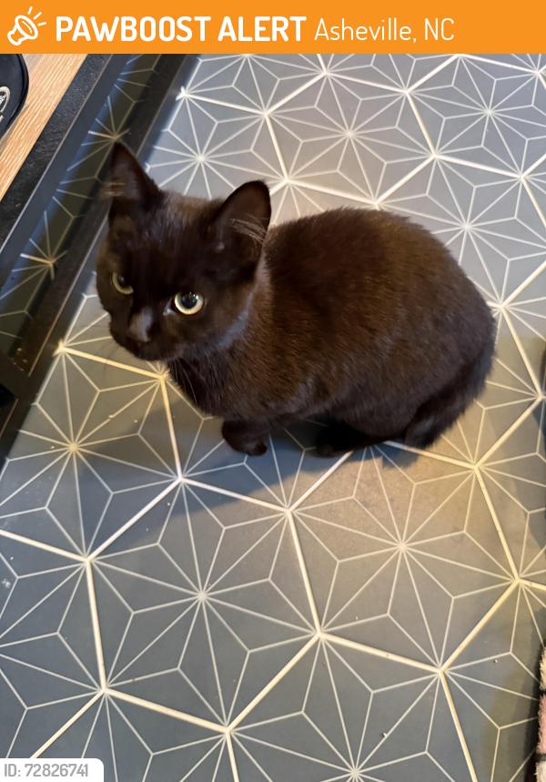 Found/Stray Unknown Cat last seen Old Leicester Hwy, Asheville, NC 28806