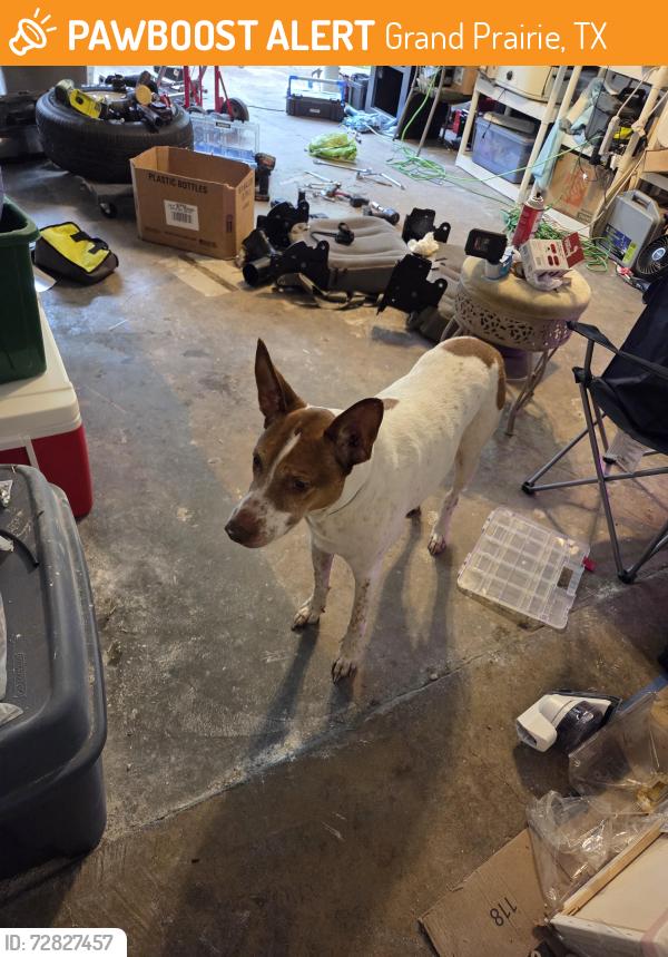 Found/Stray Unknown Dog last seen My grge, Grand Prairie, TX 75052
