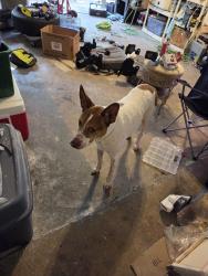 Found/Stray Unknown Dog last seen My grge, Grand Prairie, TX 75052
