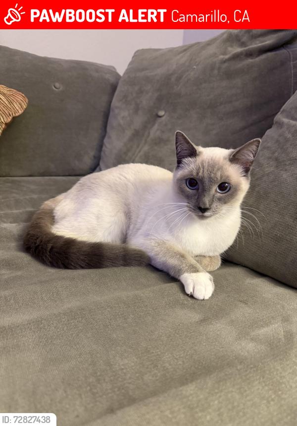 Lost Female Cat last seen Vons Mission Oaks, Camarillo, CA 93012