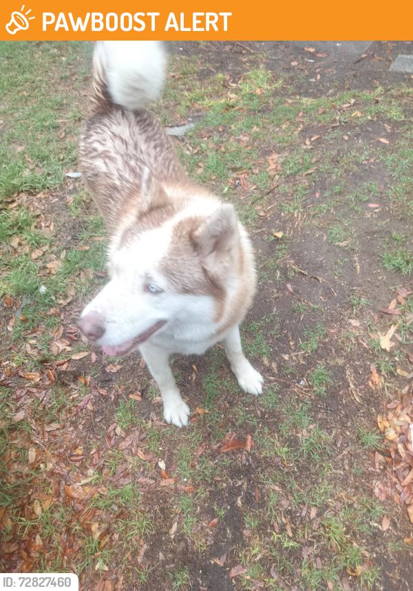 Found/Stray Unknown Dog last seen Near Reynolds avenue , North Charleston, SC 29405
