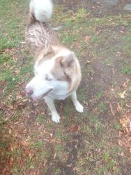 Found/Stray Unknown Dog last seen Near Reynolds avenue , North Charleston, SC 29405