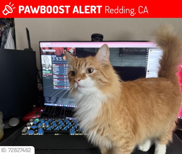 Lost Male Cat last seen Rivera Dr, Redding, CA 96001