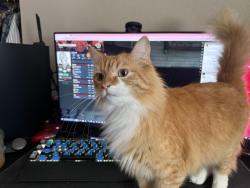 Lost Male Cat last seen Rivera Dr, Redding, CA 96001