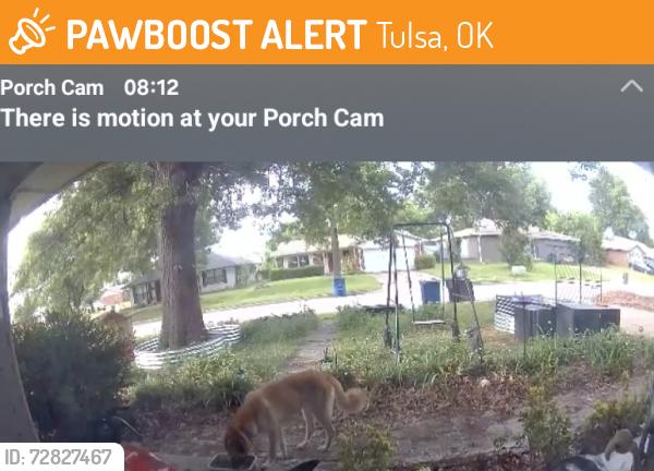 Found/Stray Unknown Dog last seen 51st and Memorial, Tulsa, OK 74145