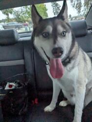 Found/Stray Male Dog last seen Harding and Lincoln , Escondido, CA 92027