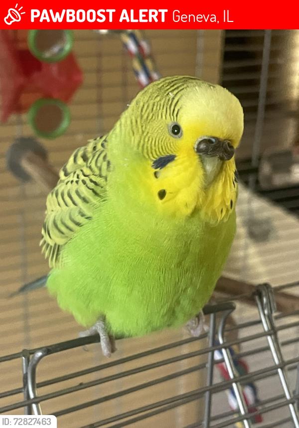 Lost Male Bird last seen Dunstan and Fargo, Geneva, IL 60134
