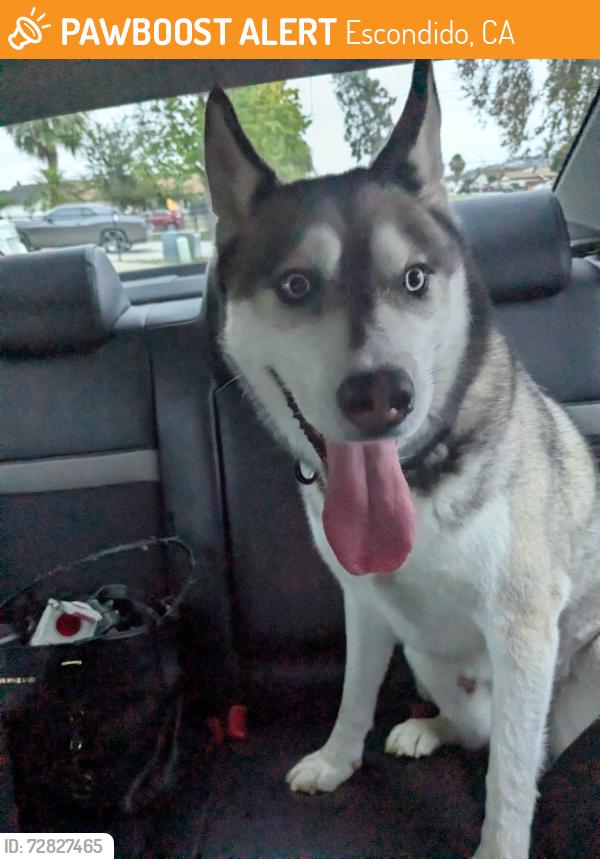 Found/Stray Male Dog last seen Harding and Lincoln , Escondido, CA 92027