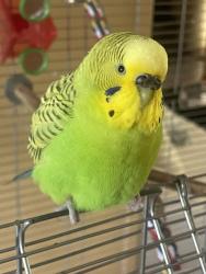 Lost Male Bird last seen Dunstan and Fargo, Geneva, IL 60134