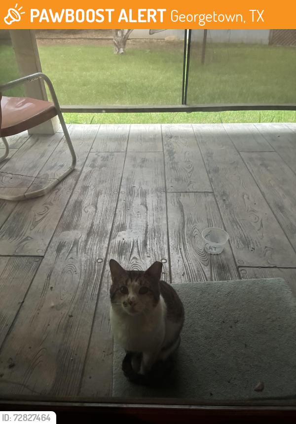 Found/Stray Male Cat last seen Near Georgetown airport, Georgetown, TX 78628