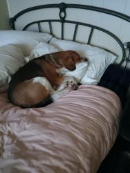 Reunited Male Dog last seen NW 58th Street and N Rockwell Ave , Bethany, OK 73008