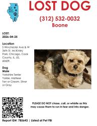 Lost Male Dog last seen S Winchester Ave and W 36th St. McKinley Park, Chicago, IL 60609, Chicago, IL 60609